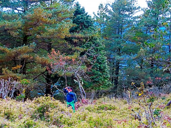 阿里山尋石山，五彩繽紛的石山引水道792466