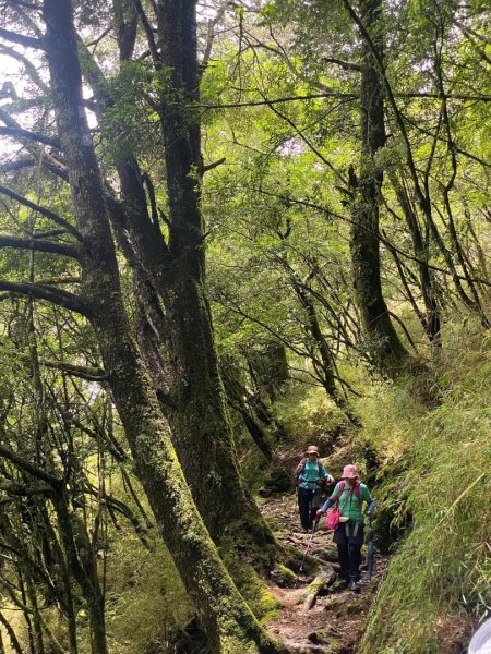 塔塔加黑森林2668056