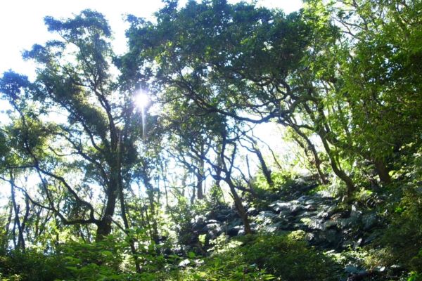 雷隱橋頂湖山O型走中正山觀景台(舊照片)393038