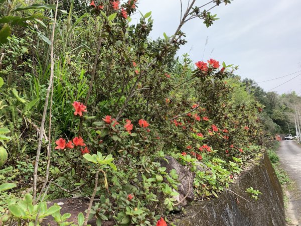 鵲子山（宜蘭礁溪）（小百岳）2530113