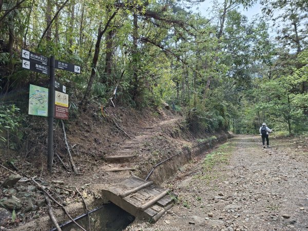 《南投》松濤徐徐｜惠蓀林場關刀山林道上巨松台環山嵐小徑202603213021367