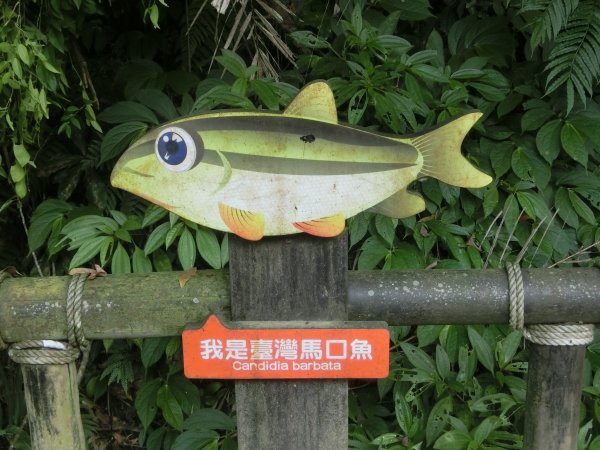 仙山．蓬萊溪護魚步道452603