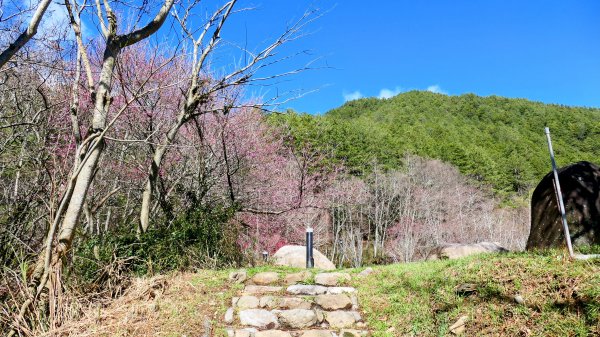 《踏莎行・武陵山櫻》2712450