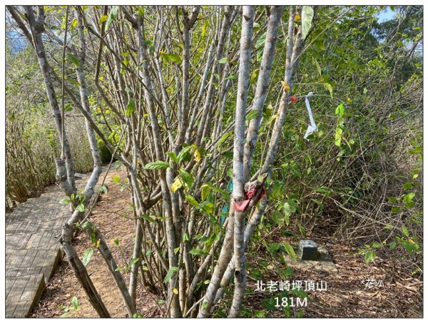 老崎古道、老崎坪頂山 (頭份)2737190