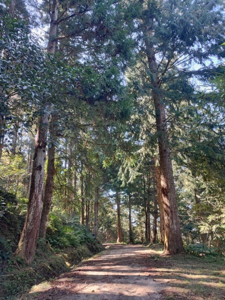 油羅山-新竹縣五峰鄉2426636