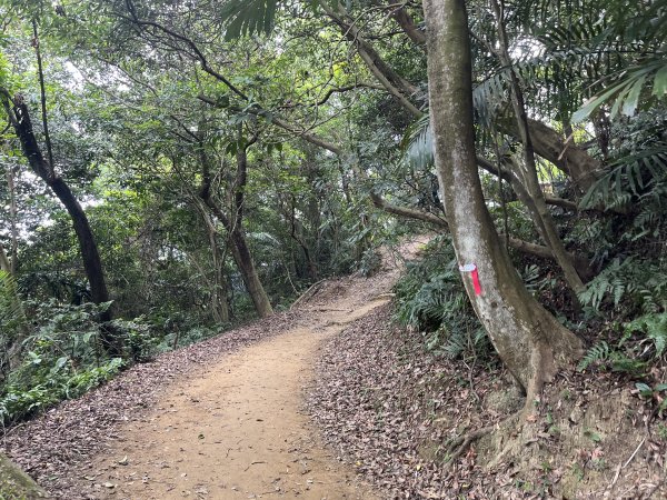 [微笑山線_第一段] 2025_0720 大棟山系_青龍嶺2843470