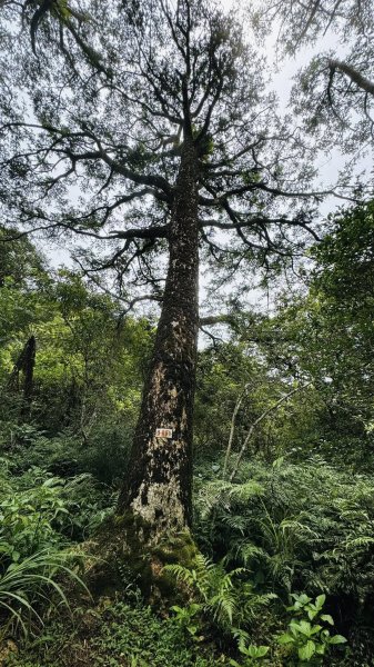 20250708 四堵古道2837745