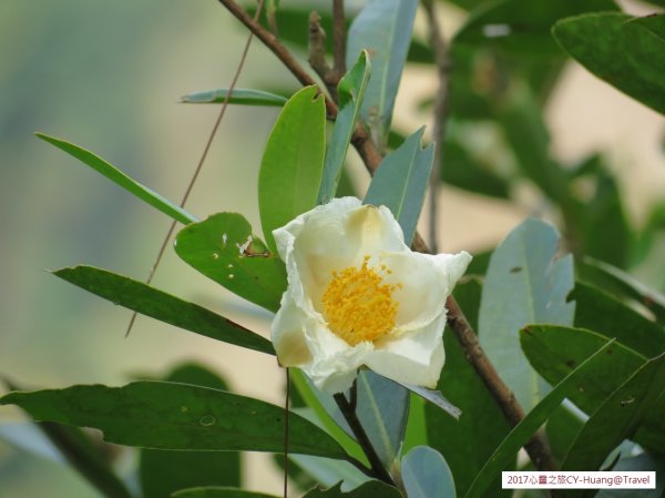 《南投》心靈之旅｜惠蓀林場步道群20171010-212890538