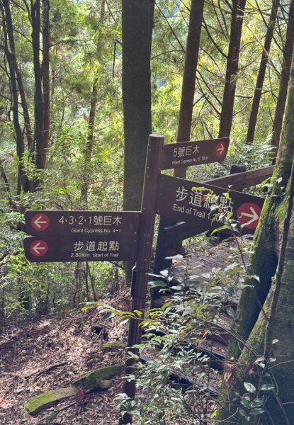 觀霧-檜山巨木群步道2925560