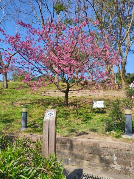 內湖o形4連峰（白鷺鷥山+鯉魚山東峰+鯉魚山+忠勇山）（2/13）2429610