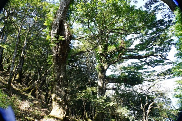 新竹 尖石 屯野生台山、石麻達山、錦屏山2904290