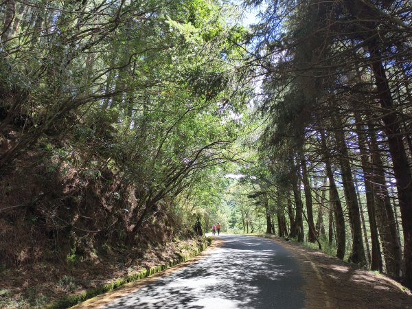 [玉山尋寶任務-09/12] 2025_0928 麟趾山步道2899873