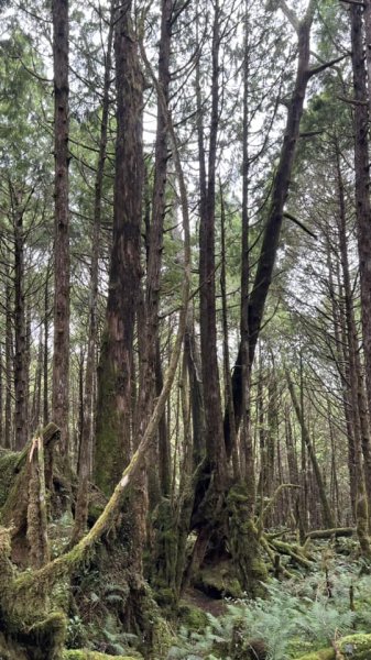 太平山翠峰湖環山步道2551630