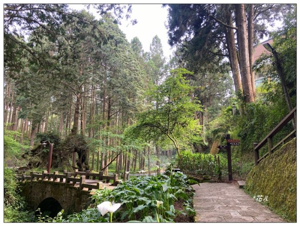 阿里山神木群棧道2771632