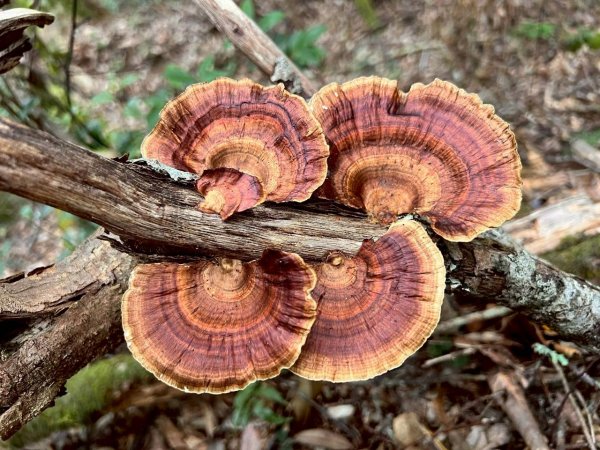 🌈9/7（日）夫拉縱走（夫婦山縱走拉拉山）✨FB：熊熊趴爬走🌈2880913