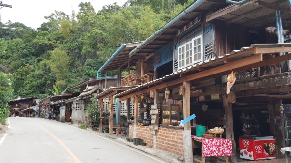 清邁：Huai Kaeo、大樹咖啡2486926