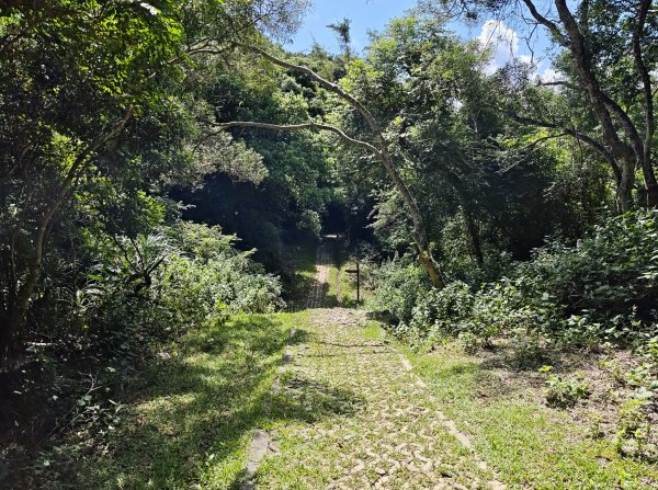 [百山百鳥尋旅-02/15] 2025_0809 社頂自然公園步道2857110