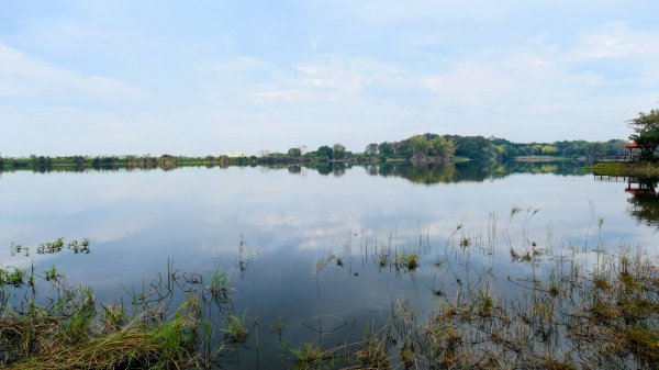 《臨江仙。黃花風鈴木》2735404