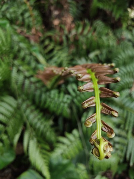 2024.03.24 飛鳳古道2908485