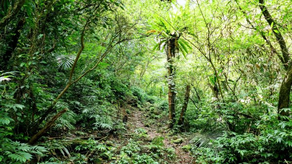 雙溪三柑Ｏ走2839878