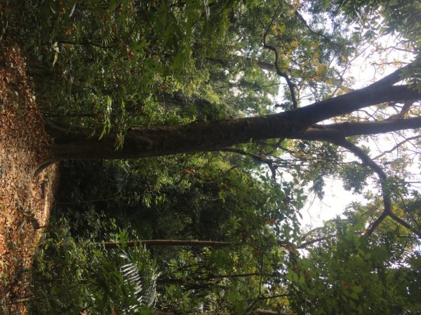 中興林場後山（鑰匙🔑認領2700416