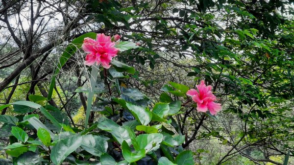 《台中》綠蔭夏蟬｜大肚環保公園登山步道O型202206261745154