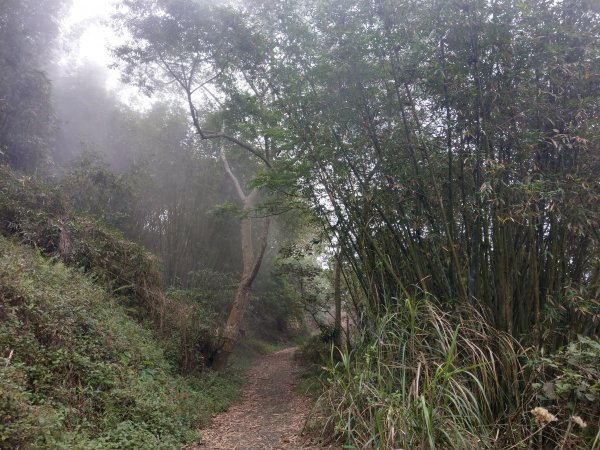 竹子尖山(小百岳#67)：梅龍步道、山稜線步道、觀音步道、階梯步道1377534