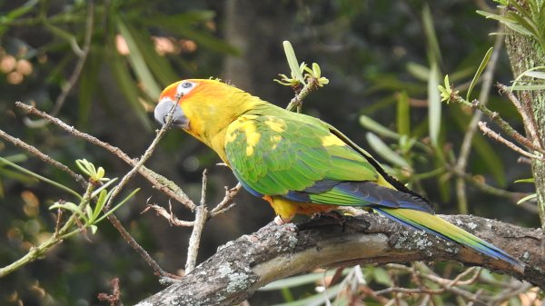 中正紀念堂-花鳥&大屯山雲海（山嵐）2/12703303