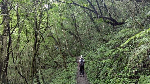 鎮西堡巨木步道群 (B區)2861220