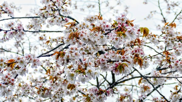 宮崎青島,母智丘,桷志田,櫻島,渡輪3027908