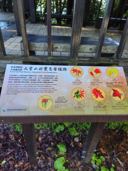 稍來小雪山國家步道、船型山、鞍馬山、鞍馬山東北峰、天池、雪山神木2799810