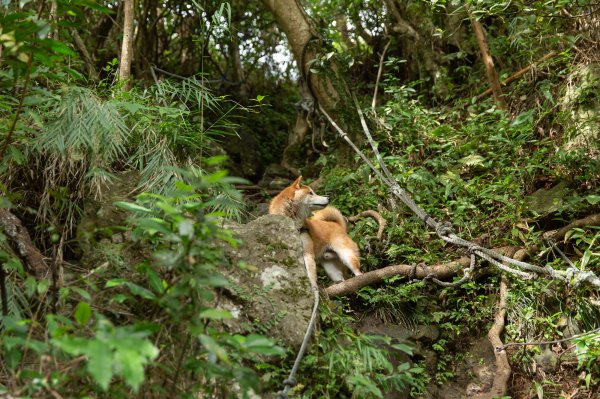 柴犬阿怪的八里觀音山歷險記（硬漢嶺步道、北橫古道、尖山步道）1901701