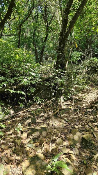 20250429蛇子形古道稜線段-八分寮古道-三角尖山-尪仔上天山-八分寮頂山2773584