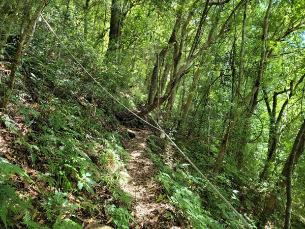 李棟山步道2206483