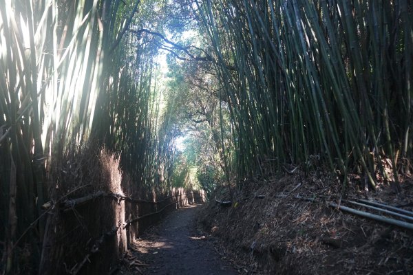 古道探訪｜竹林小徑、百年老樹幽靜古道1180481