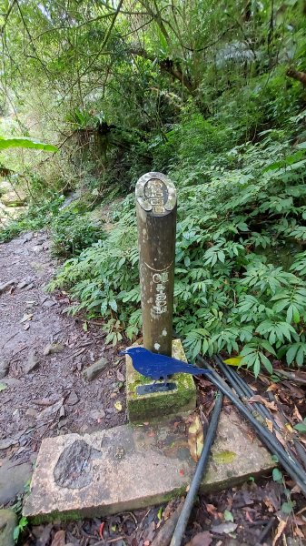 111/01/15新竹縣尖石鄉馬胎古道、南坪古道、內灣山1595600