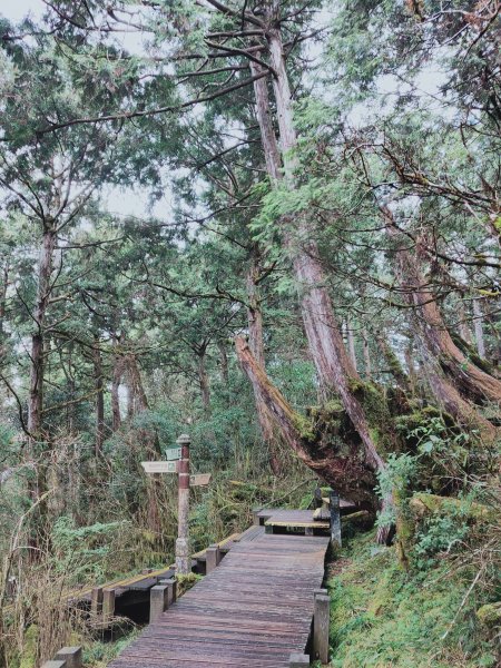 太平山檜木原始林步道1293035