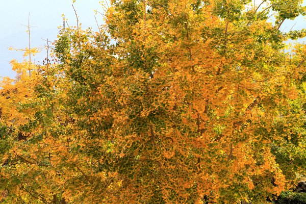 【南投~仁愛】清境農場賞銀杏落羽松楓紅1209045