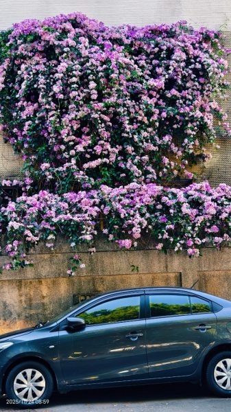 #蒜香藤 #泰山楓樹河濱公園 11/242943645