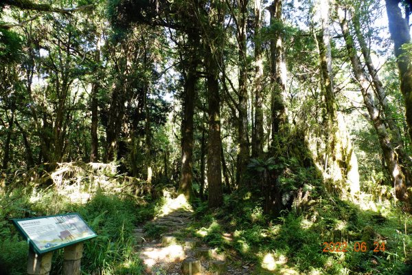 宜蘭 大同 太平山森林遊樂區 鐵杉林自然步道1743713