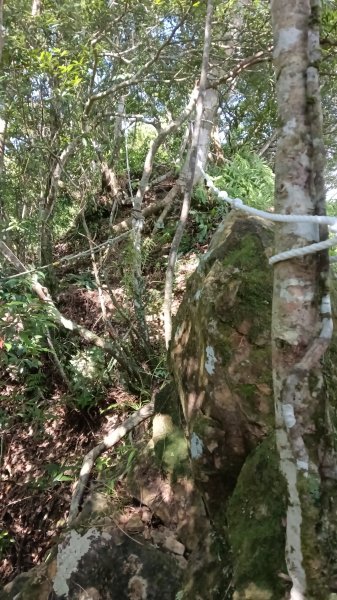 坪林區仁里坂山-火炎山未竟跟聯合艦隊除草去3125125