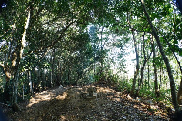 苗栗 卓蘭 大克山2967903