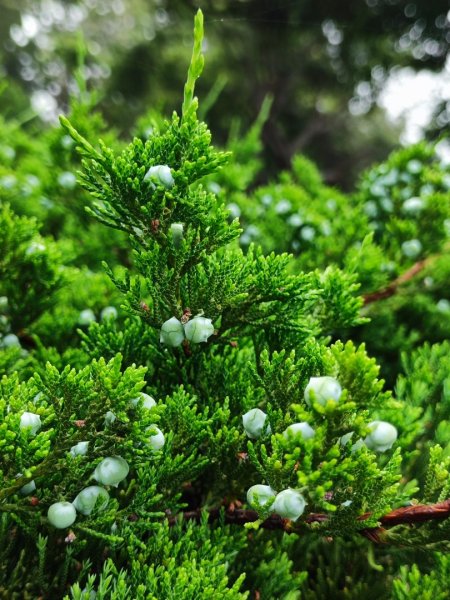 台中大甲鐵砧山2769489