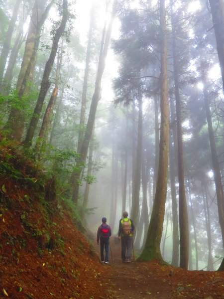 【新竹】觀霧迷幻森林：檜山巨木群步道1111963