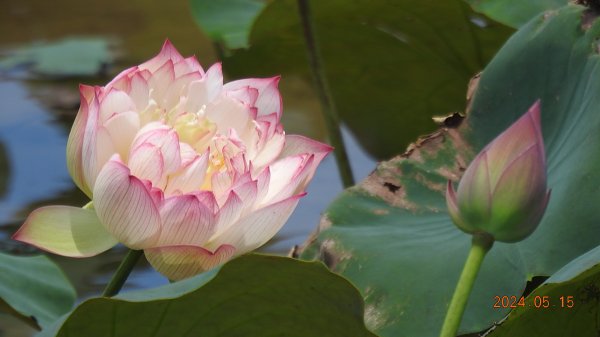 雲山水花鳥蝶-天龍國阿伯的日常5/152503297