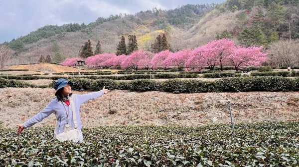 🌈2026.02.14+17武陵櫻花季✨FB：熊熊趴爬走🌈3004322