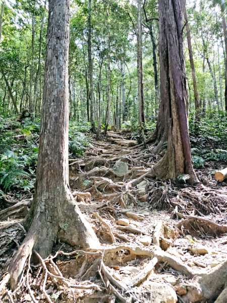 北得拉曼巨木步道-新竹縣尖石鄉2663489