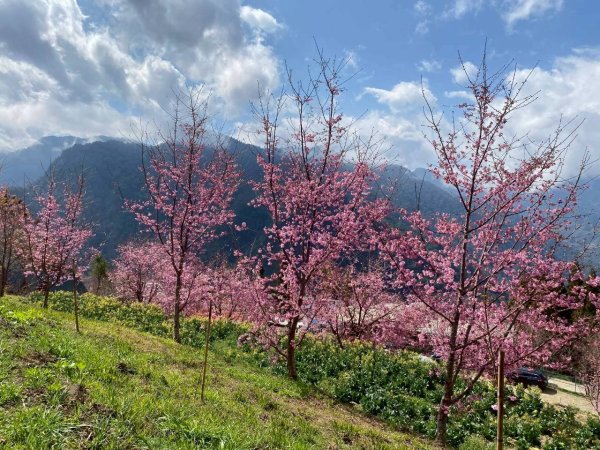 🌈2/19（四）-20（五）司馬庫斯櫻花季2日✨FB：熊熊趴爬走 🌈3004413