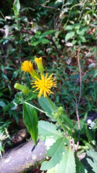 貴妃山、那結山O走1478349