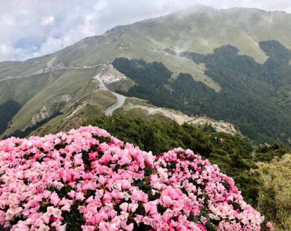 1080511合歡東峰杜鵑花583701